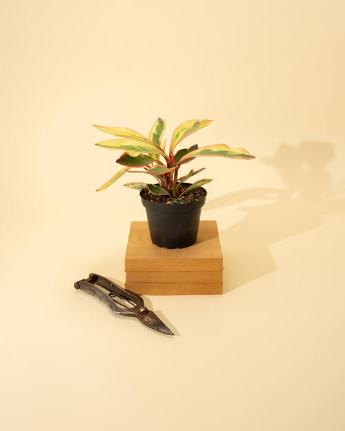 4" Peperomia 'Ginny'