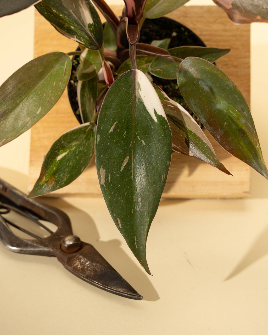 4" Philodendron Red Anderson 'Pink Knight'