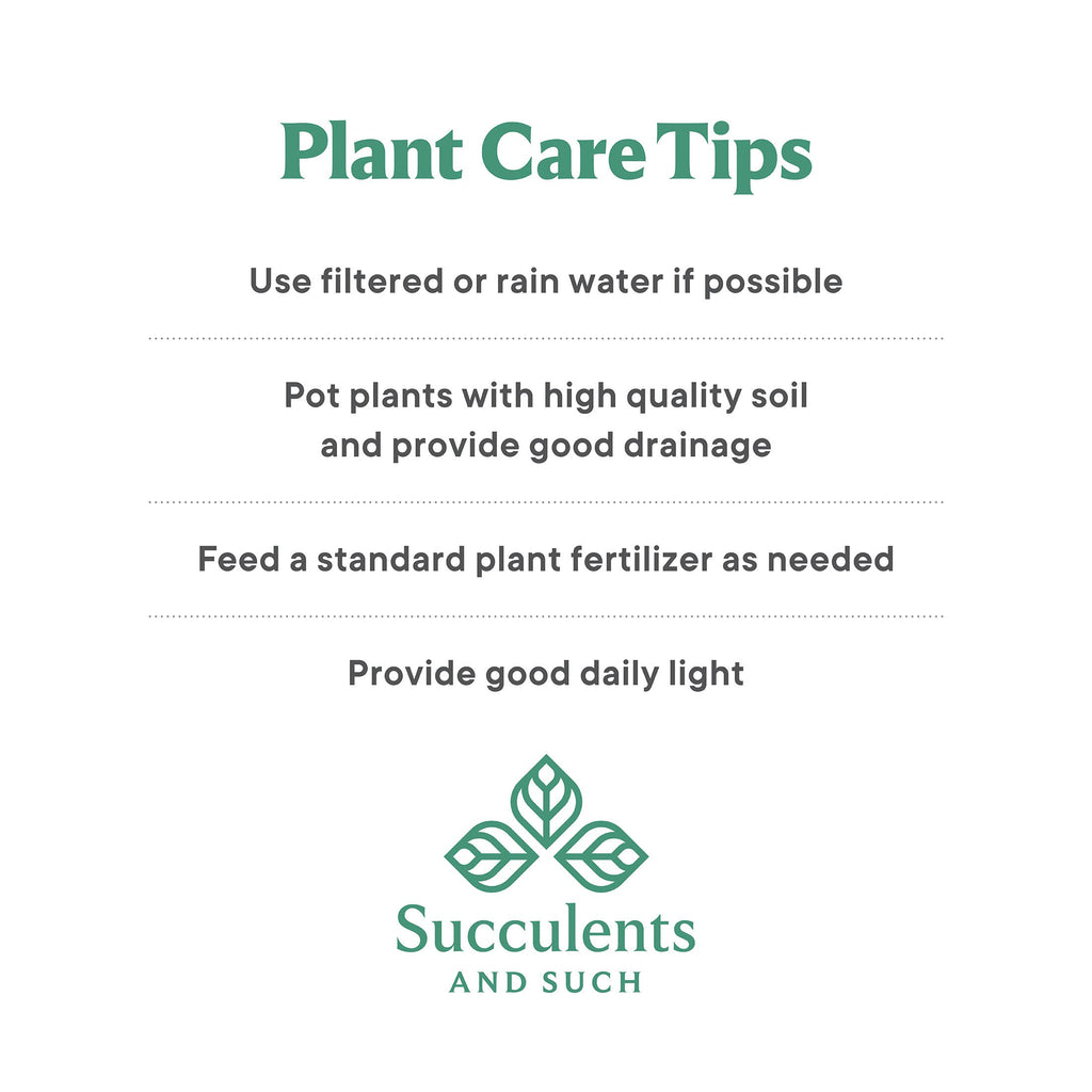 4" Alocasia COMBO Live Plant Assortment