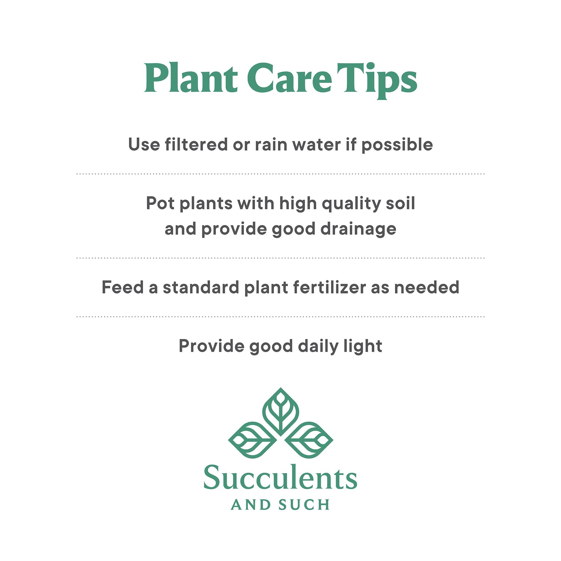 4" Alocasia COMBO Live Plant Assortment