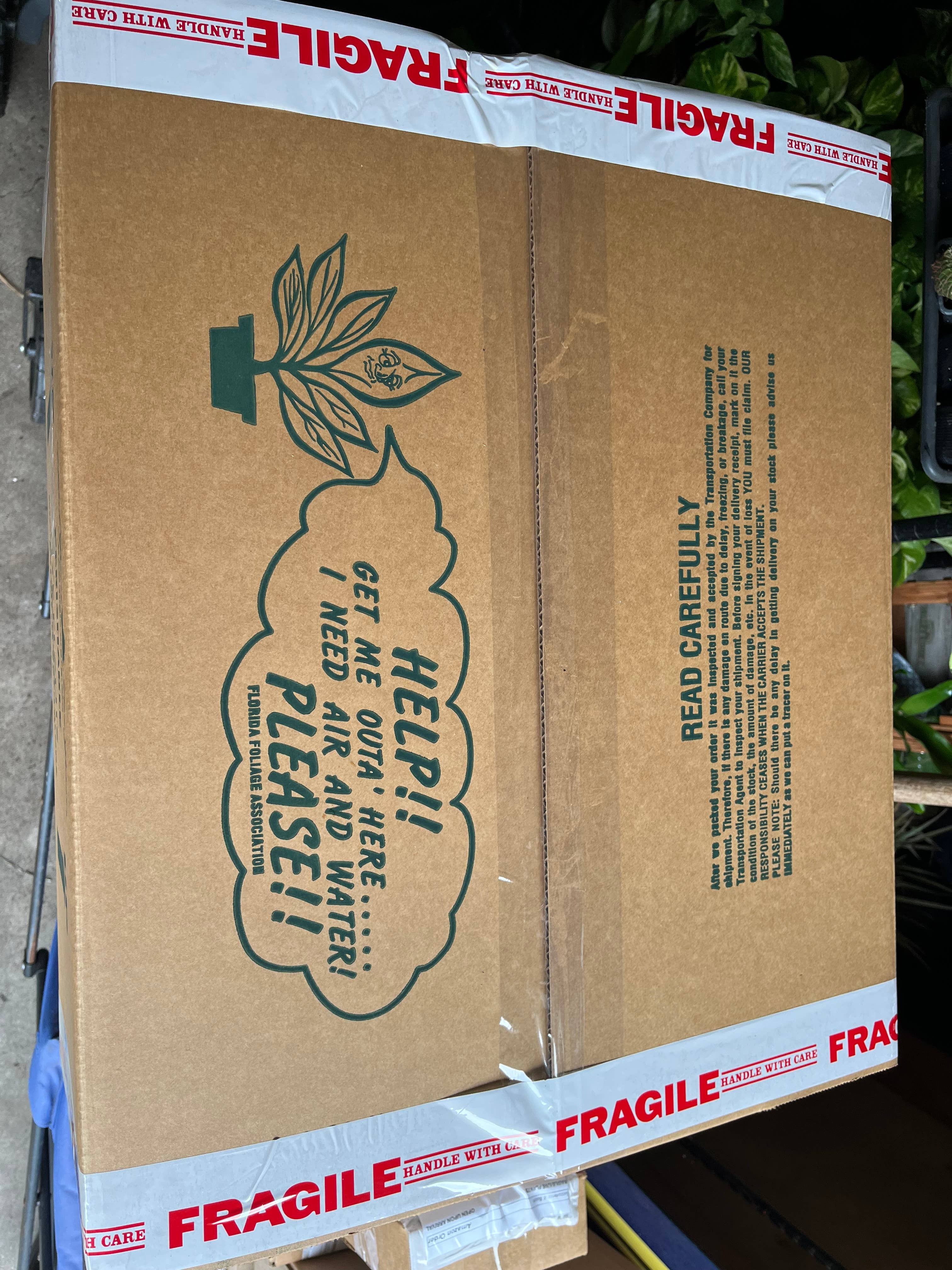 4" Alocasia COMBO Live Plant Assortment