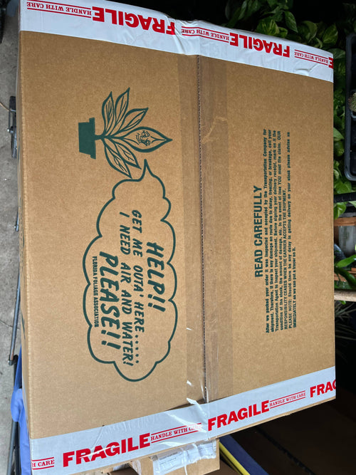 4" Alocasia COMBO Live Plant Assortment