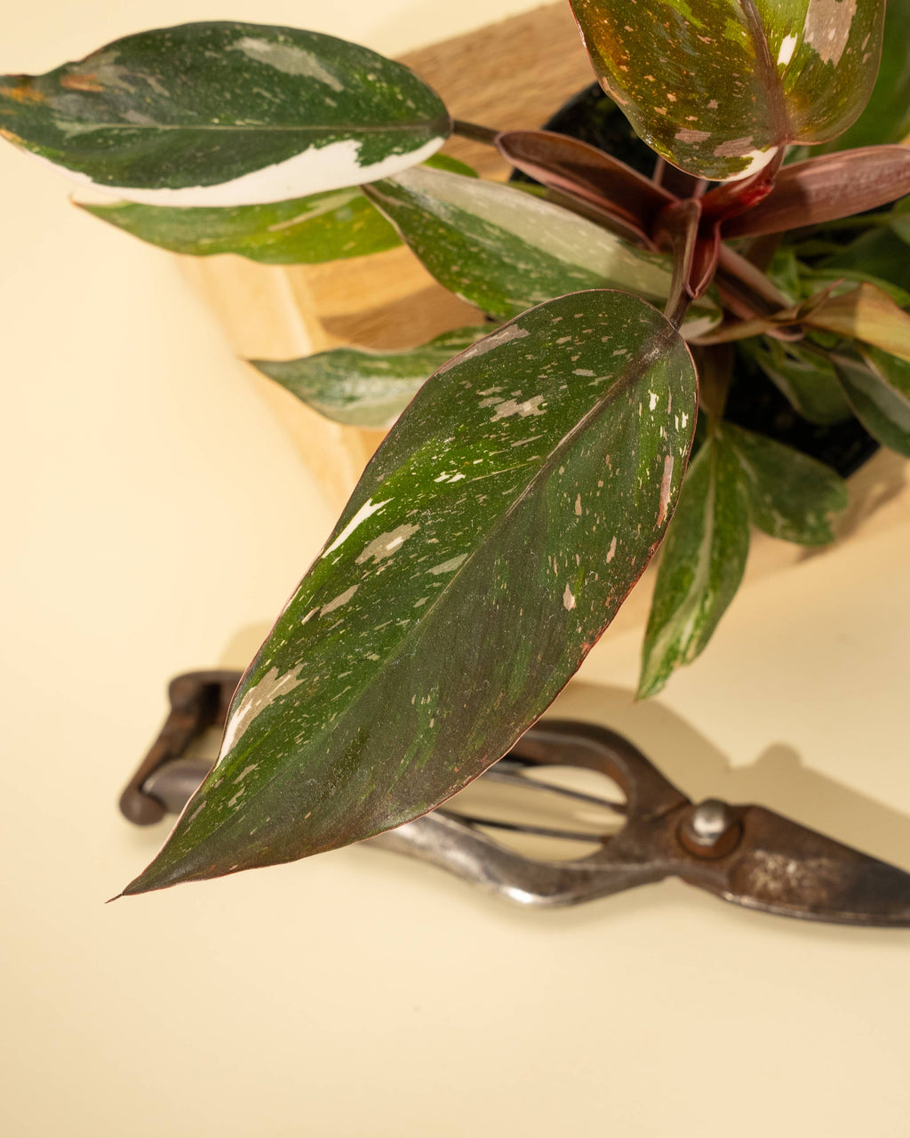 4" Philodendron Red Anderson 'Pink Knight'