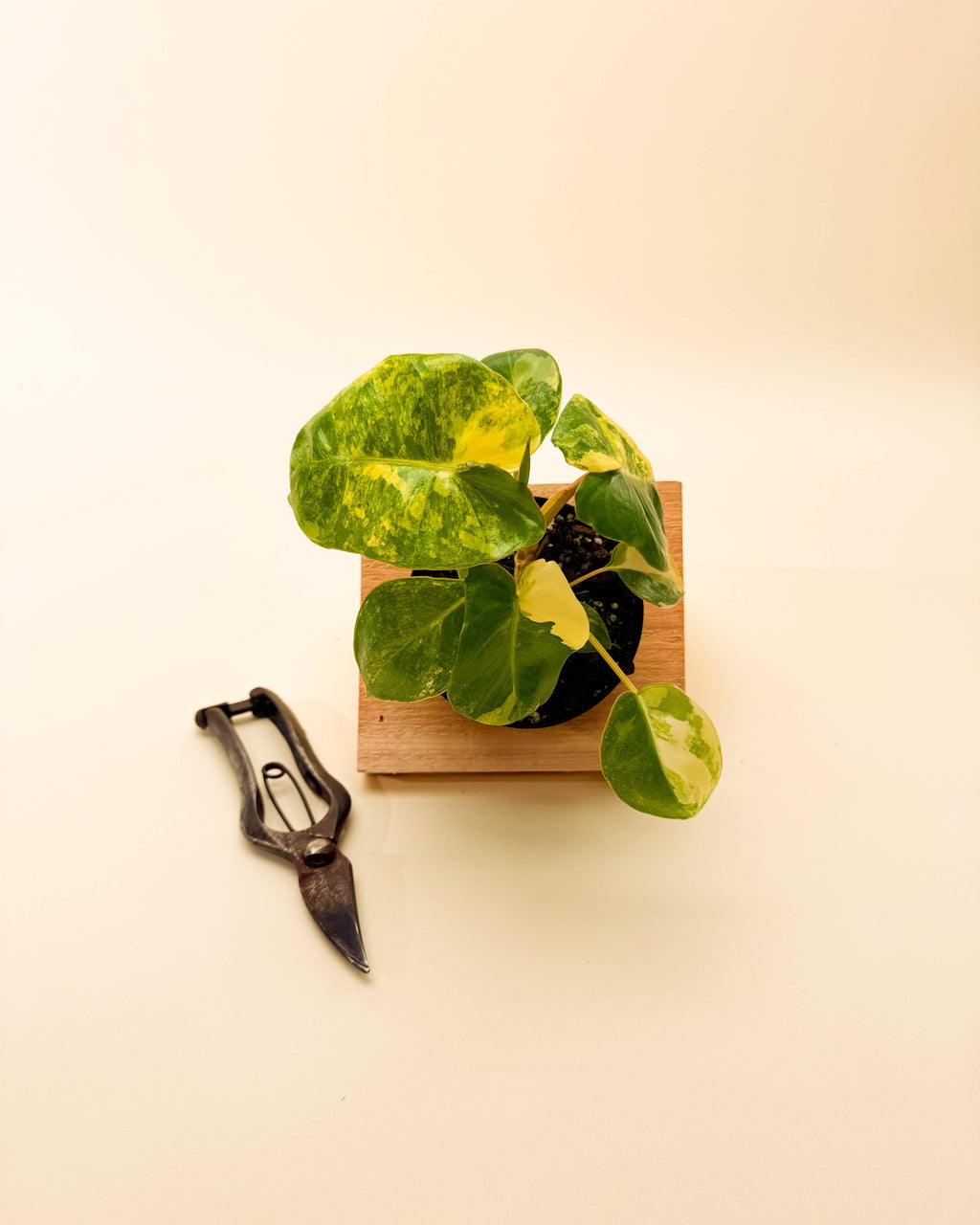4" Variegated Philodendron 'Burle Marx'