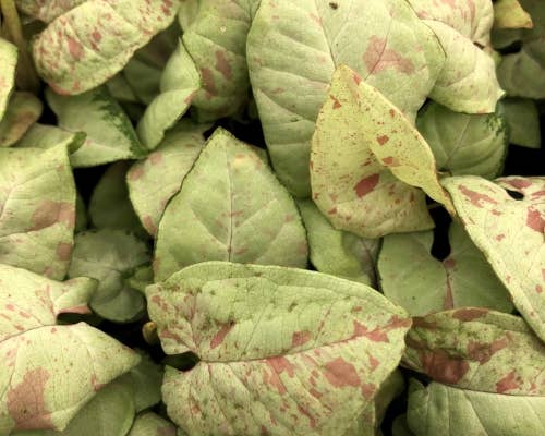 Syngonium Milk Confetti (Fiesta)