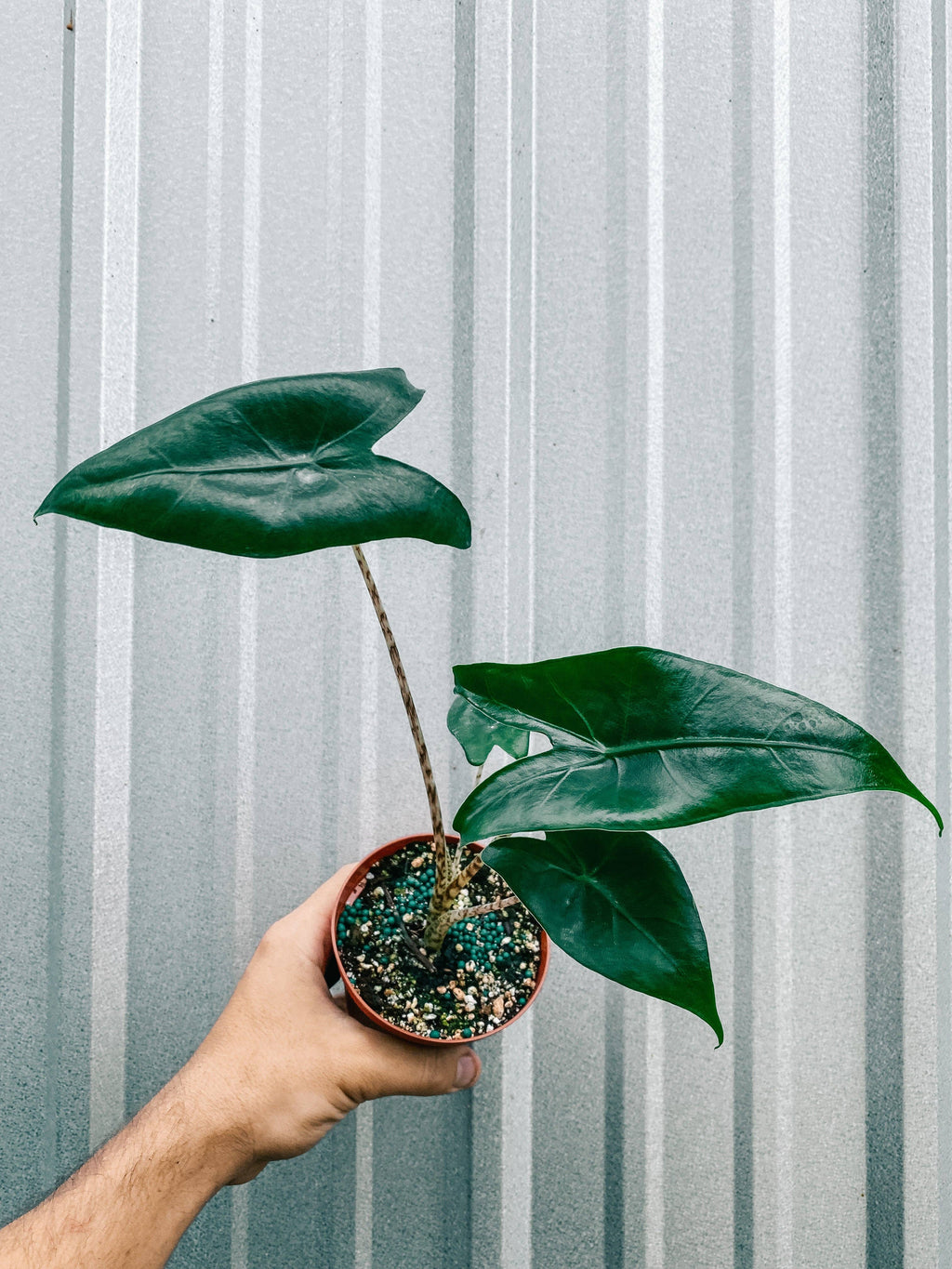 4" Alocasia 'Zebrina'