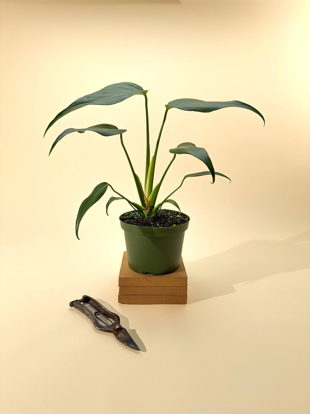 6" Monstera 'Burle Marx Flame'