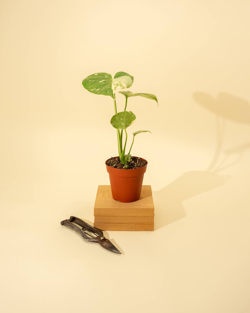 4" Monstera 'Thai Constellation'