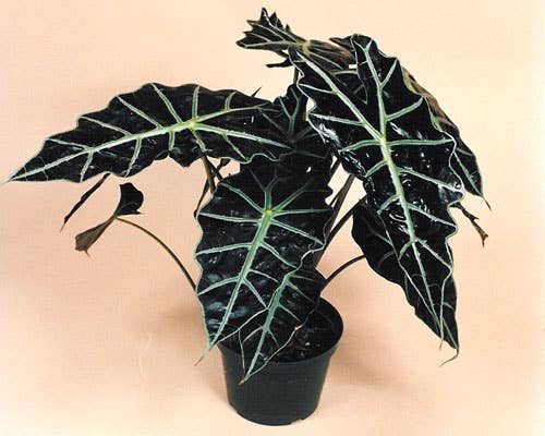 Alocasia Polly.