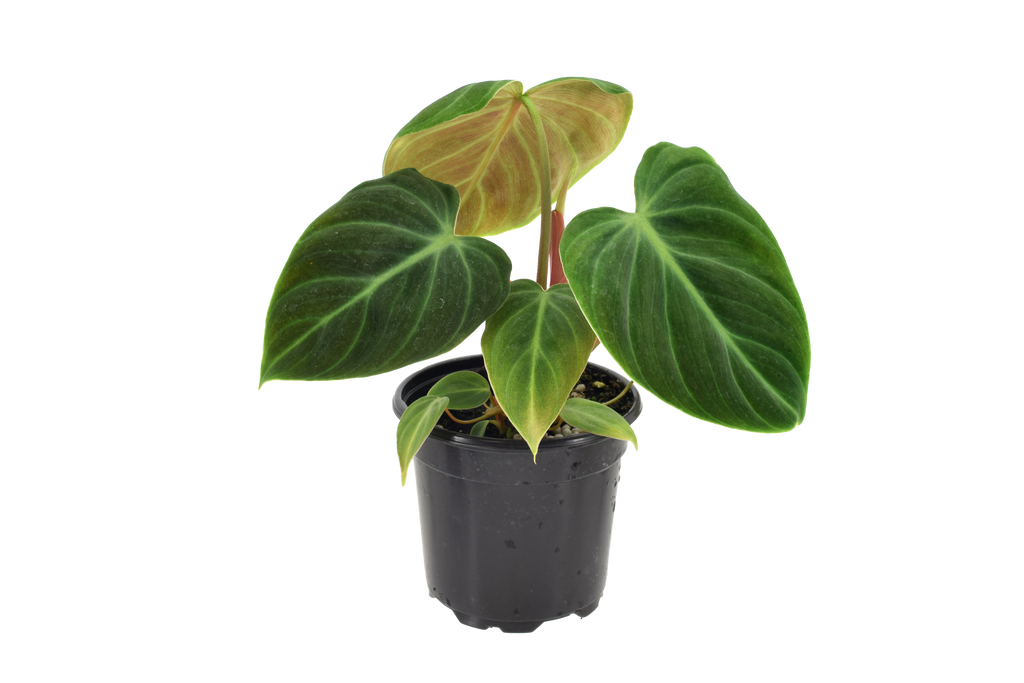 Philodendron El Choco Red 4 inch in Grower Pot
