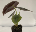 Alocasia Cuprea Red Secret.