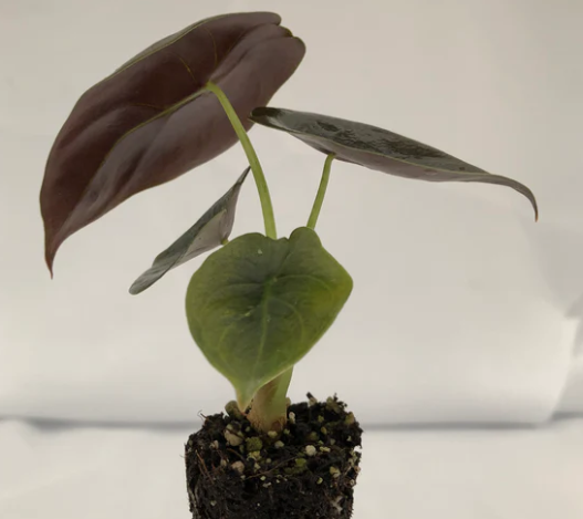 Alocasia Cuprea Red Secret.