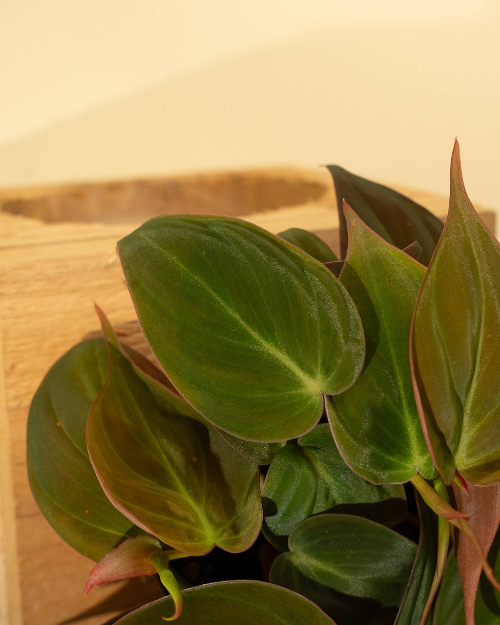 4" Philodendron 'Micans'