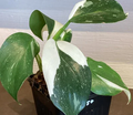 Philodendron Punctata/ White Wizard. 2-3 inch starter plant