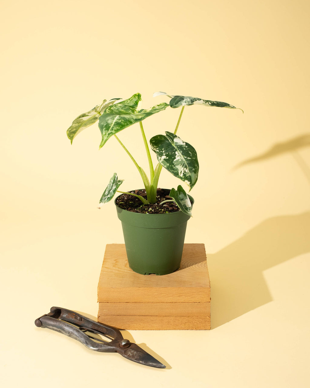 4" Variegated Alocasia 'Frydek'