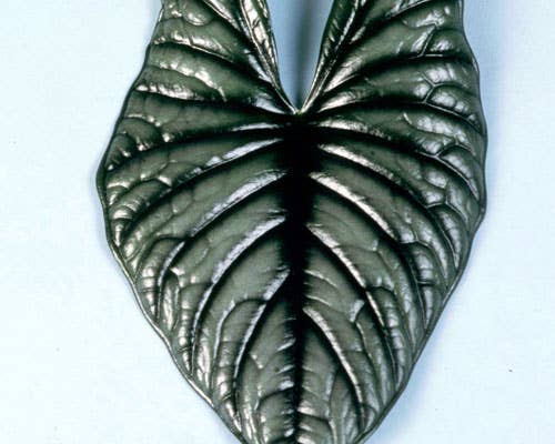 Perfect Plant Clearance - No damage. No pots. Good price.