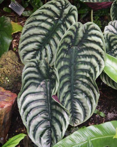 Alocasia Cuprea.