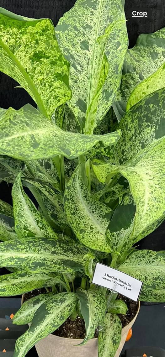 Perfect Plant Clearance - No damage. No pots. Good price.