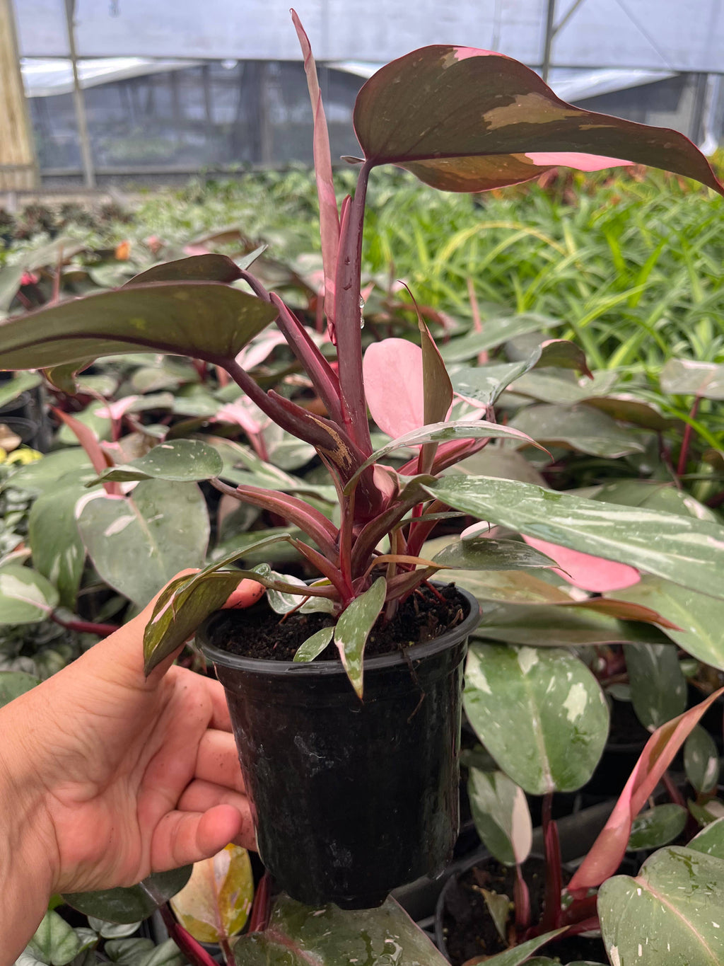 Philodendron Pink Princess in 4" Pots
