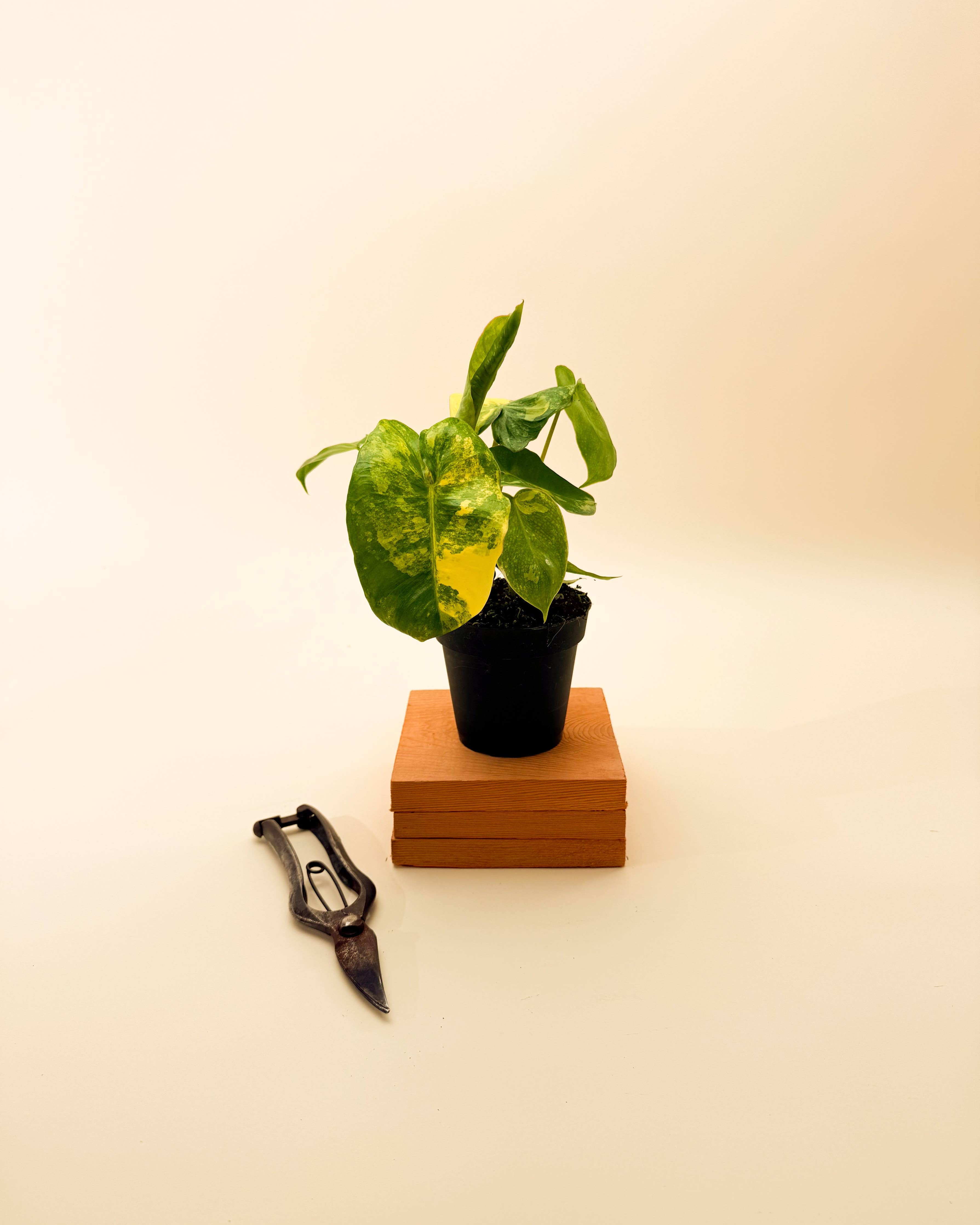 4" Variegated Philodendron 'Burle Marx'