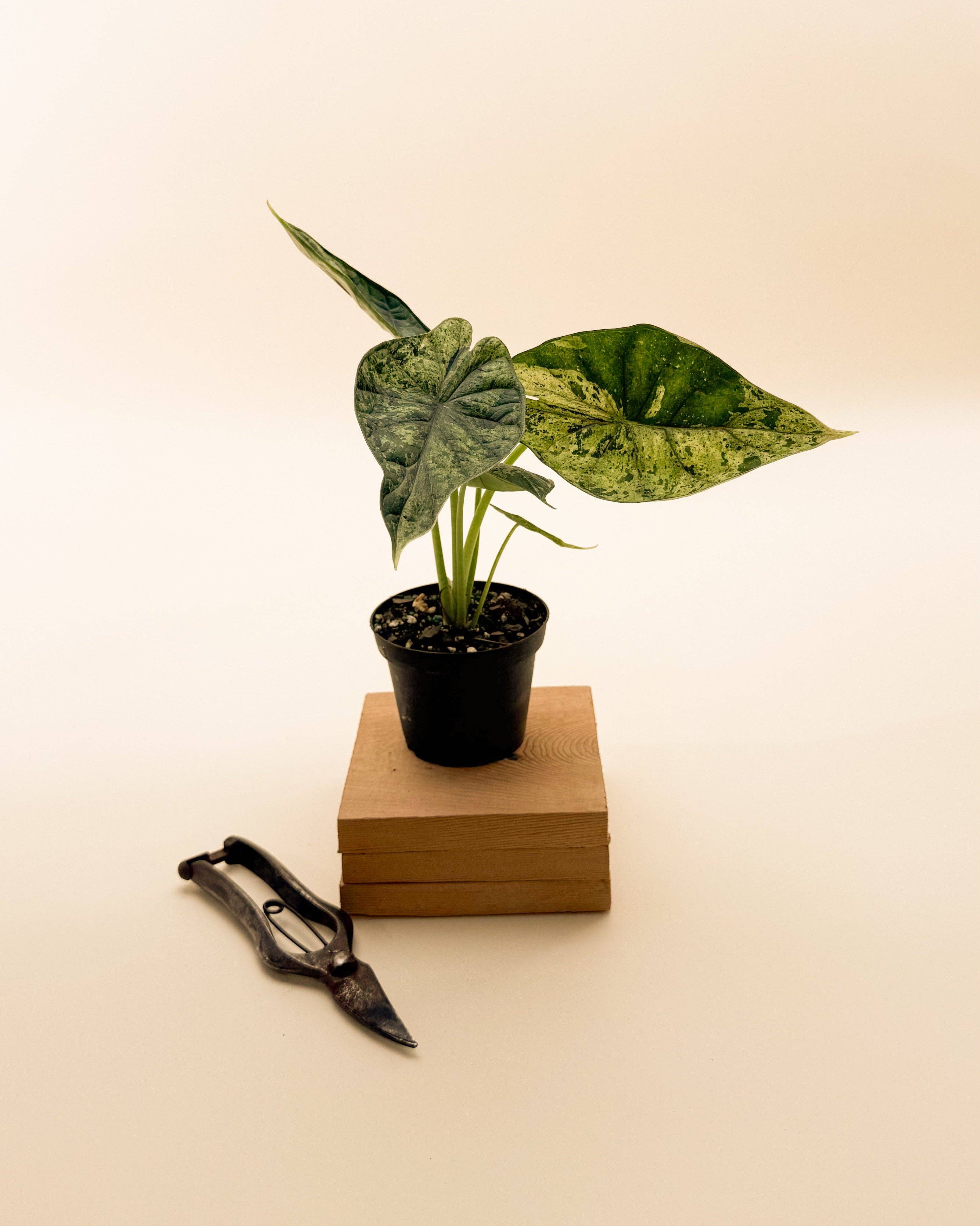 4" Variegated Alocasia 'Green Dragon Scale Mint'