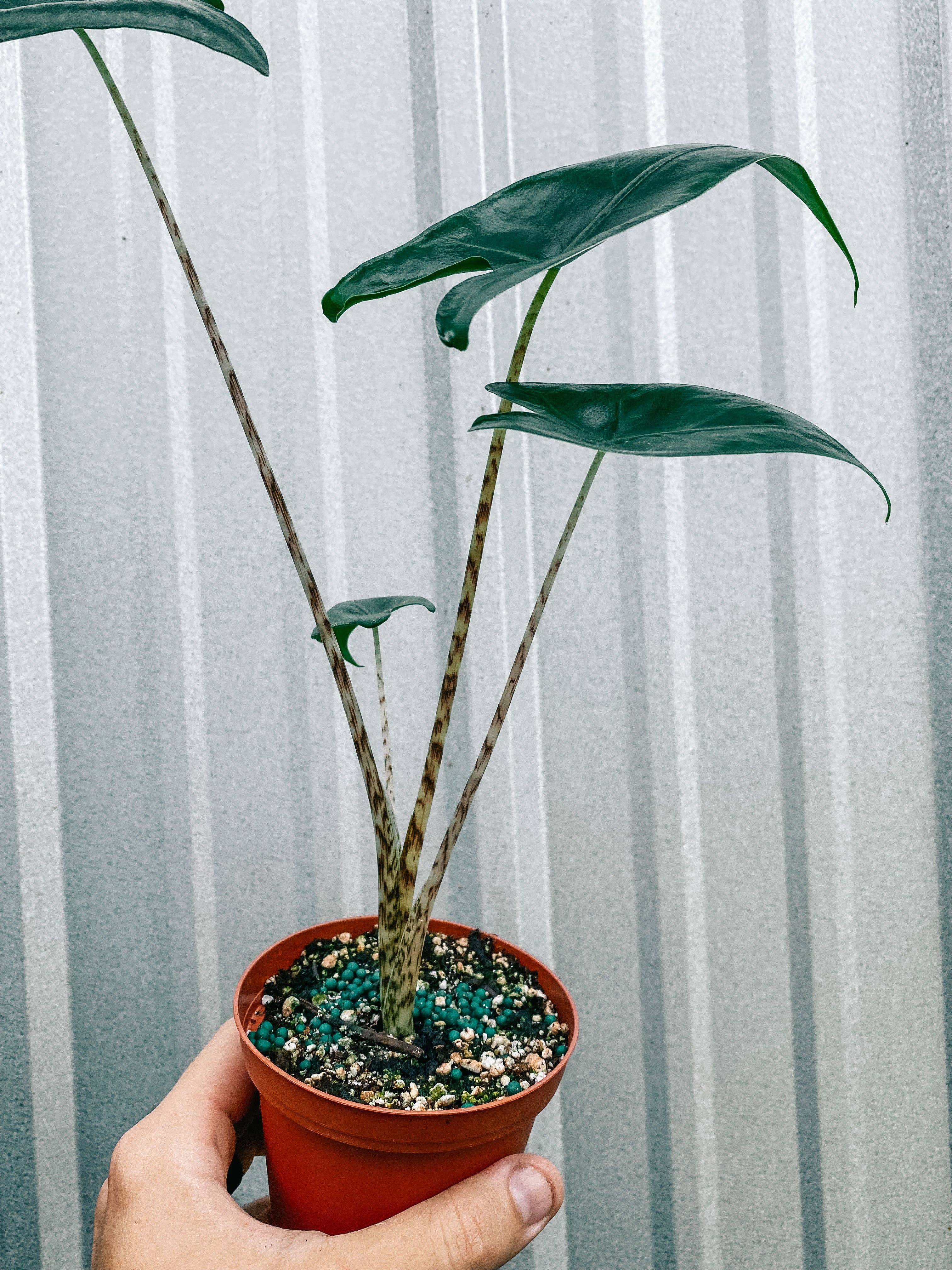 4" Alocasia 'Zebrina'