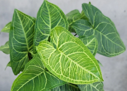 Syngonium Batik. 2-3 inch starter plant.