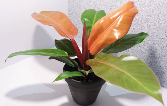 Philodendron Prince of Orange . 2-3 inch starter plant.