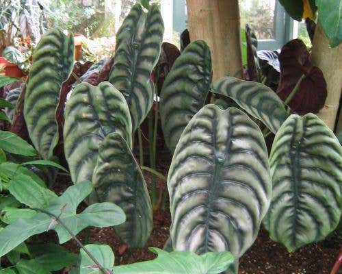 Alocasia Cuprea.