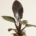 Philodendron Black Cardinal. 2-3 inch starter plant.