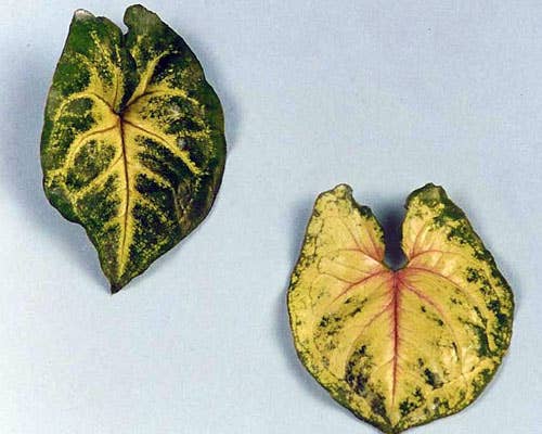 Syngonium Bob Allusion