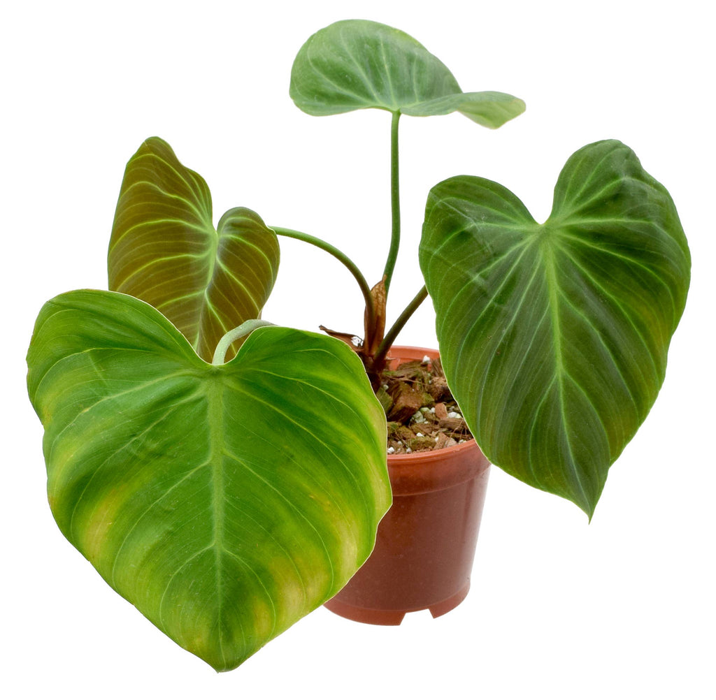 Philodendron El Choco Red 4 inch in Grower Pot