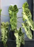 Philodendron Paraiso Verde. 2-3 inch starter plant.