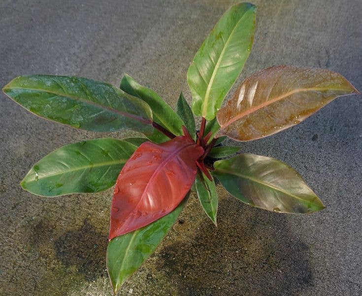 Philodendron Red King. 2-3 inch starter plant.