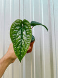 4" Anthurium 'Radicans x Luxurians'