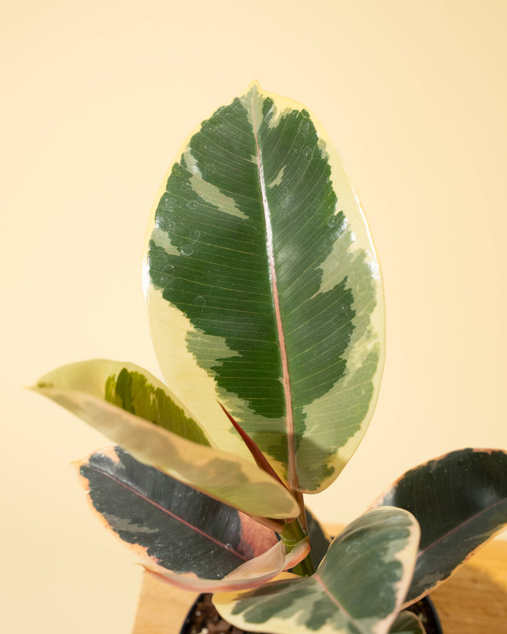 4" Ficus 'Tineke'