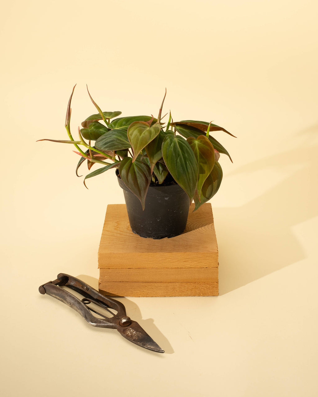 4" Philodendron 'Micans'