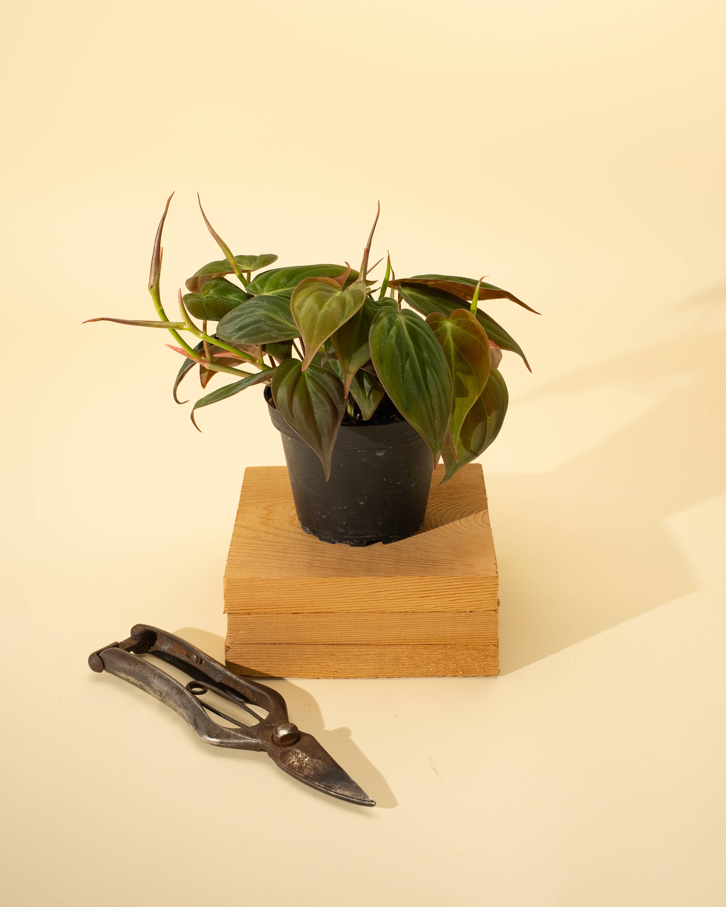 4" Philodendron 'Micans'